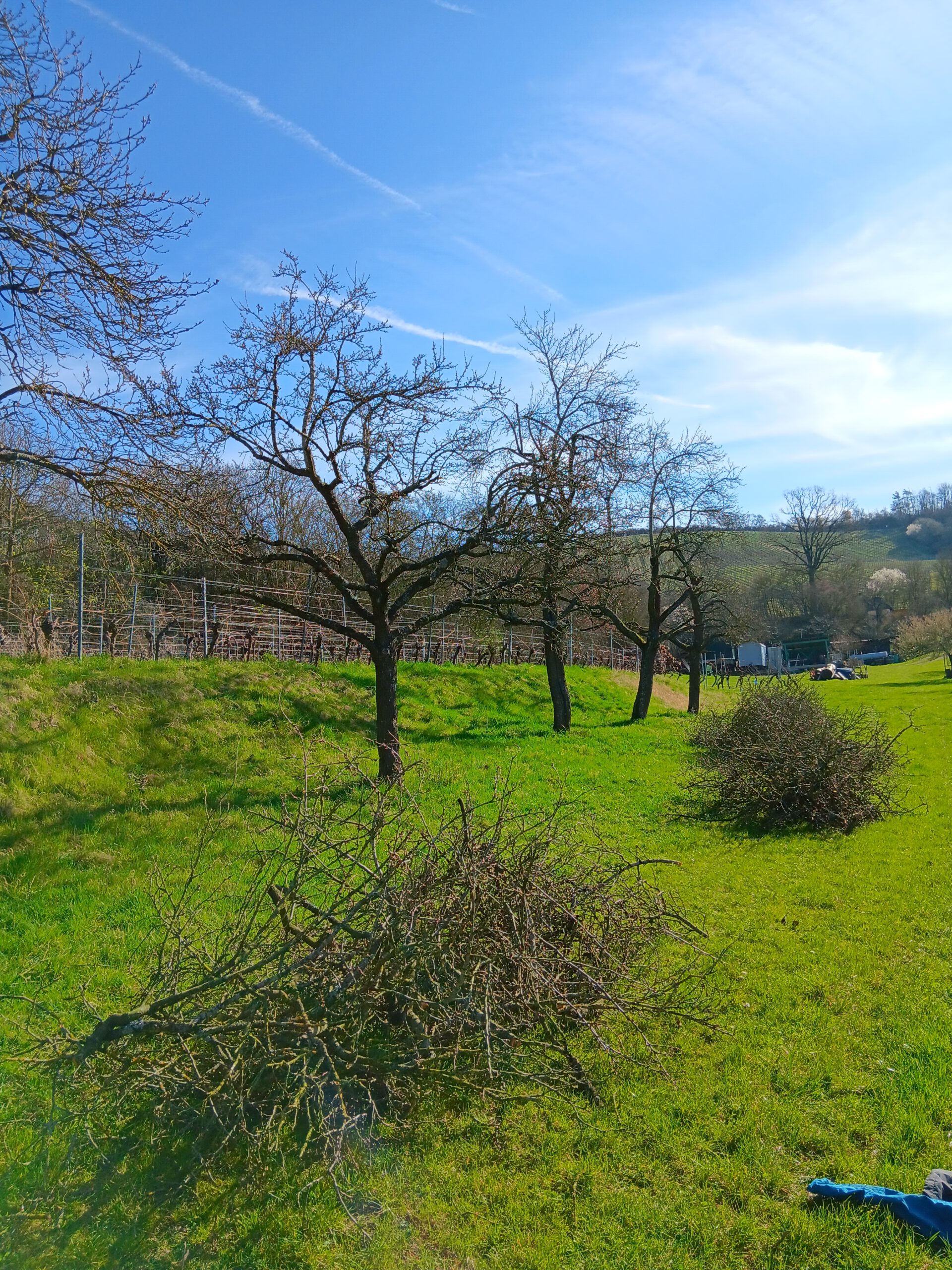 Baumschnittmaßnahme, Baumwart, Fritz Höfler, Obstbaumschnitt